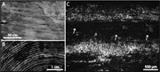 Third thumbnail for: The Origin of the Millimeter-Scale Lamination in t...