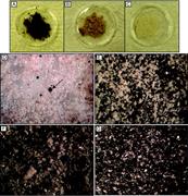 Second thumbnail for: Extracting the Silicate Mineral Fraction from Anci...