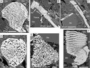 Third thumbnail for: Authigenesis of Titania Minerals and the Mobility ...