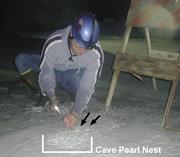 Third thumbnail for: Rapid Growth and Recrystallization of Cave Pearls ...