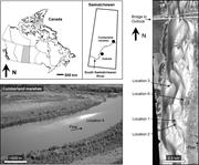 First thumbnail for: Evidence of Bedform Superimposition and Flow Unste...