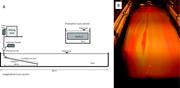 First thumbnail for: Morphodynamic and Stratigraphic Evolution of Self-...
