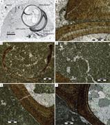 Second thumbnail for: Use of Clumped-Isotope Thermometry To Constrain th...