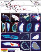 First thumbnail for: Seascape Metrics of Shelf-Margin Reefs and Reef Sa...