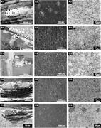 Third thumbnail for: Determining the Diagenetic Conditions of Concretio...