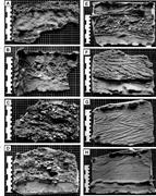 Third thumbnail for: Long-Term Changes In Morphology and Textural Sedim...