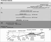Second thumbnail for: Seagrass-Meadow Sedimentary Facies In A Mixed Sili...