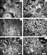 Third thumbnail for: Seagrass-Meadow Sedimentary Facies In A Mixed Sili...