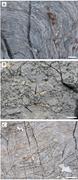 Third thumbnail for: Origins of Microbial Microstructures In the Neopro...