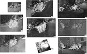 Second thumbnail for: Record of Historical Gulf of Mexico Storms Preserv...