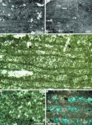Third thumbnail for: Biotic and Abiotic Processes In the Formation and ...