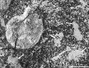 Third thumbnail for: The Role of Microbial Activity In the Generation o...