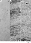 Third thumbnail for: Spatial Change of Grading Pattern of Subaqueous Fl...