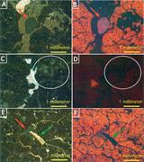 Second thumbnail for: Stable-Isotope Geochemistry of Vertisols Formed On...