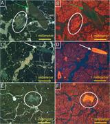 Third thumbnail for: Stable-Isotope Geochemistry of Vertisols Formed On...
