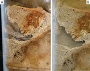 Third thumbnail for: Bioinfiltration: Irrigation-Driven Transport of Cl...