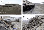 Second thumbnail for: Cross-Bedded Woody Debris From A Pliocene Forested...