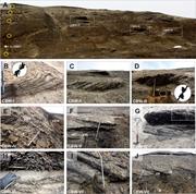 Third thumbnail for: Cross-Bedded Woody Debris From A Pliocene Forested...