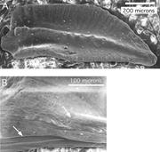 Third thumbnail for: Early Mississippian Orbital-Scale Glacio-Eustasy D...