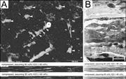 First thumbnail for: Traces In the Dark—Sedimentary Processes and Facie...