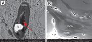First thumbnail for: Sem Petrography of Eastern Mediterranean Sapropels...