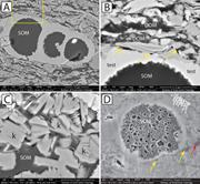 Second thumbnail for: Sem Petrography of Eastern Mediterranean Sapropels...