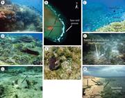 Third thumbnail for: Carbonate Sediment Production, Transport, and Supp...