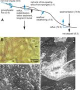 First thumbnail for: Sponge Spicules, Silicification, and Sequence Stra...
