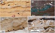 Third thumbnail for: Dolomitization of Lower Cretaceous Peritidal Carbo...