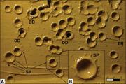 First thumbnail for: The Recognition of Hailstone Impressions In Clay-R...