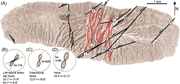 Second thumbnail for: Paleofluid Evolution In Fault-Damage Zones: Eviden...