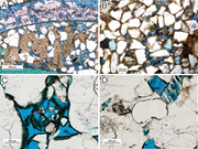 First thumbnail for: Apatite Overgrowth Cement As A Possible Diagenetic...