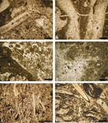First thumbnail for: Isotopic and Elemental Evidence For Meteoric Alter...