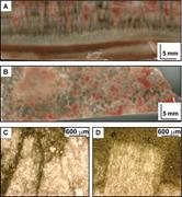 Third thumbnail for: Aragonite Crystal Fans In Neoproterozoic Cap Carbo...