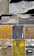 First thumbnail for: Tubular Tidalites: A Biogenic Sedimentary Structur...