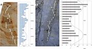 Third thumbnail for: Tubular Tidalites: A Biogenic Sedimentary Structur...