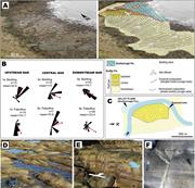 Third thumbnail for: Stratal Architecture and Morphodynamics of Downstr...