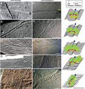 First thumbnail for: Microbial Origin of Early Animal Trace Fossils?