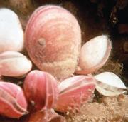 First thumbnail for: The Antarctic Brachiopod Liothyrella uva As A Prox...