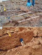 Third thumbnail for: Impact of Upwelling On Heterozoan, Biosiliceous, a...