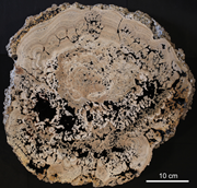 Second thumbnail for: A Giant Underwater, Encrusted Stalactite from the ...