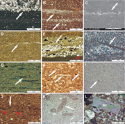 Third thumbnail for: Insights Into Marls From Optical and Back-Scattere...