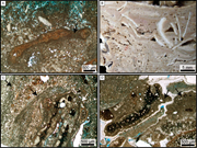 Third thumbnail for: THE IMPORTANCE OF MICROBIAL BINDING IN NEOGENE–QUA...