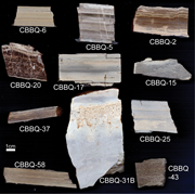 Third thumbnail for: CONTINENTAL PALEOTEMPERATURES FROM AN EARLY CRETAC...