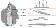 Second thumbnail for: Linking Hydraulic Properties In Supercritical Subm...