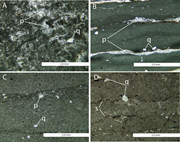 Second thumbnail for: PETROGRAPHY AND ENVIRONMENTAL INTERPRETATION OF TU...