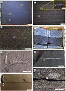 Third thumbnail for: Sedimentological and Ichnological Characterization...