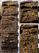 Second thumbnail for: Field Observations On the Evolution of Reticulate ...