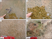 Third thumbnail for: Field Observations On the Evolution of Reticulate ...