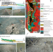 Second thumbnail for: Microbial Biofacies and the Influence of Metazoans...